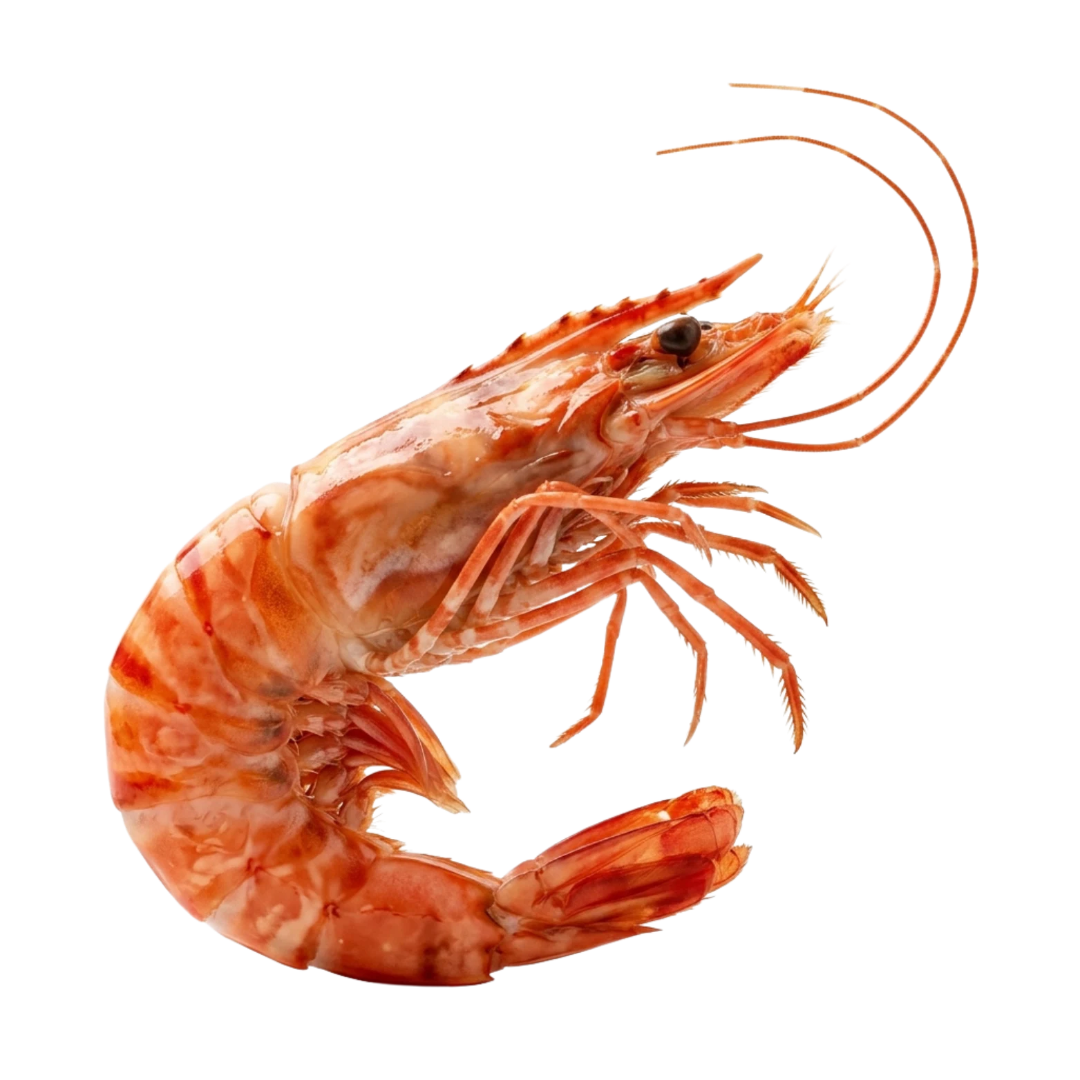 Giant Tiger King Prawn